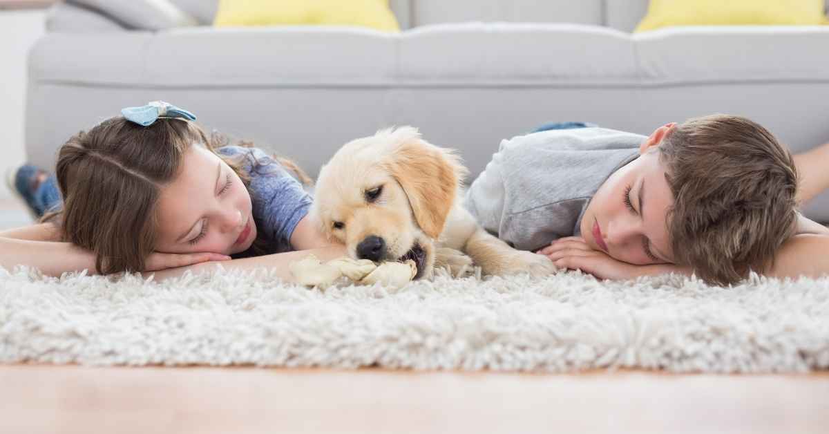 Top 3 Best Rugs For Dogs That Pee