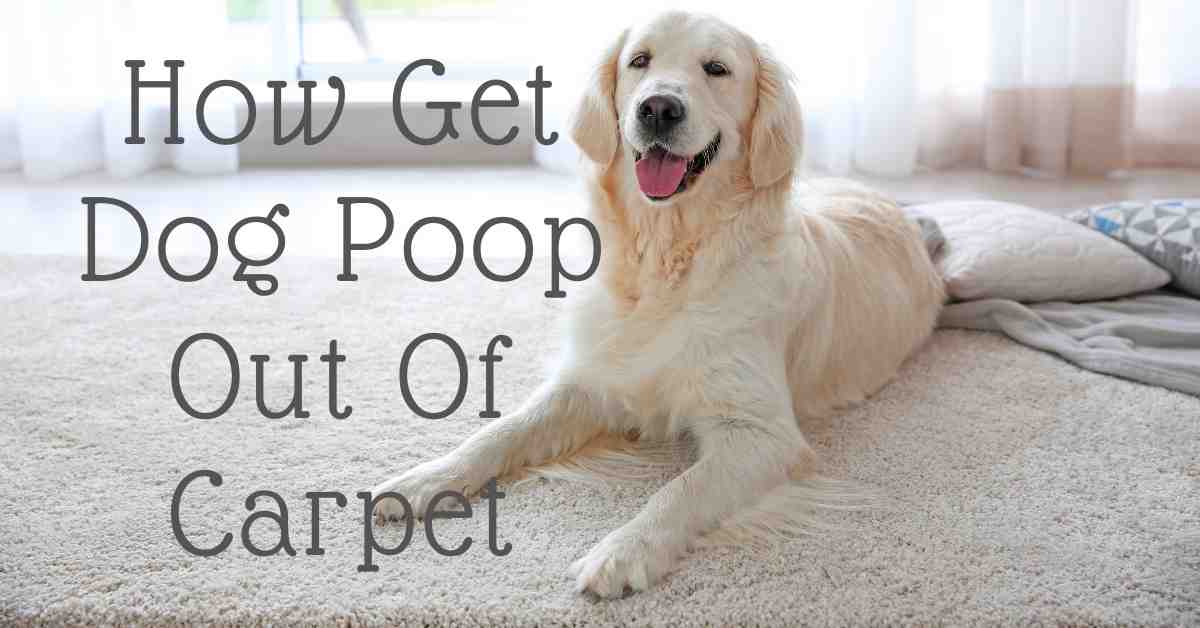 Best Dog Remover How To Get Out Of Carpet