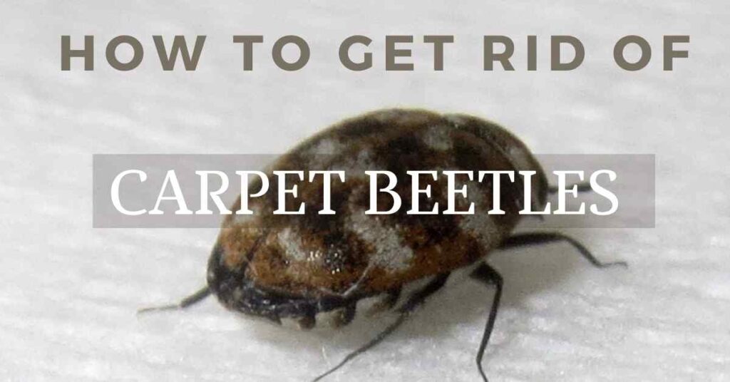 https://faisalinternational.com/wp-content/uploads/2021/04/how-to-get-rid-of-carpet-beetles-1024x536.jpg