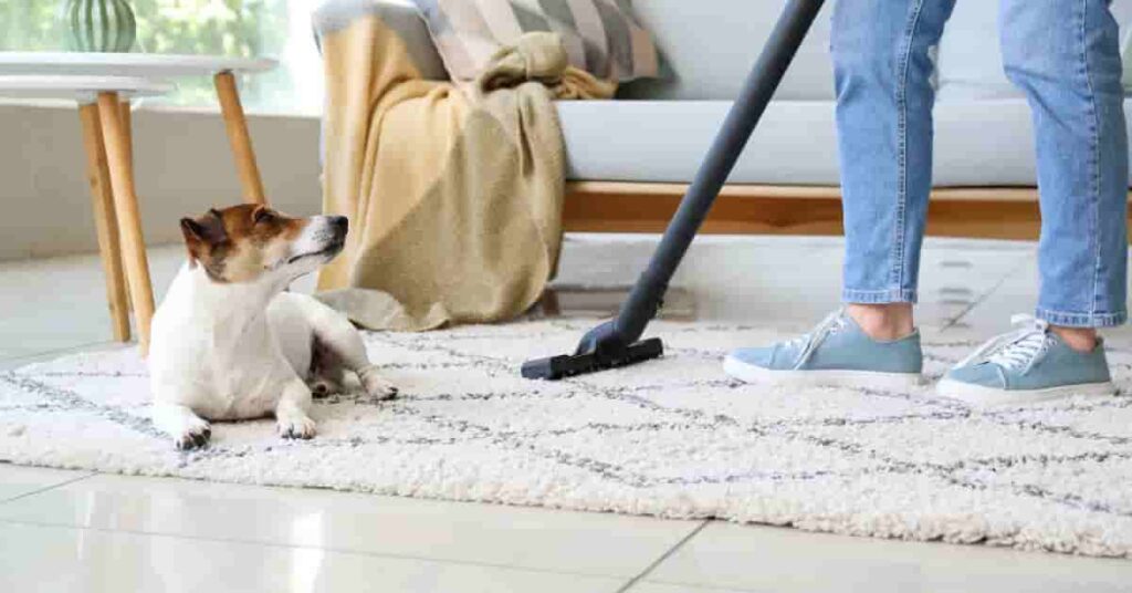 how to get dog diarrhea out of carpet